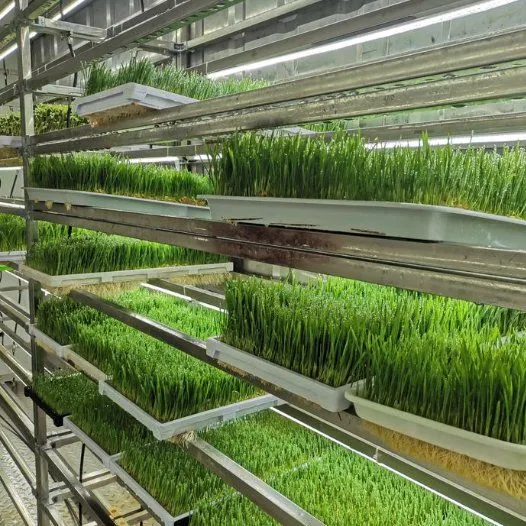 Vertical Farming Container Greenhouse Hydroponics System