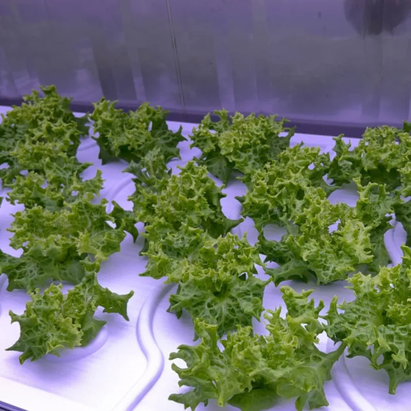 Invernaderos en Contenedores para Agricultura Vertical Hidropónica con Sistema LED