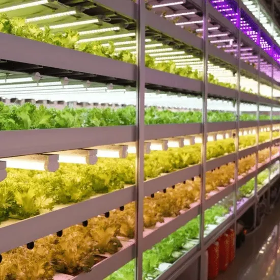 Hydroponic Shipping Container Greenhouse with LED System