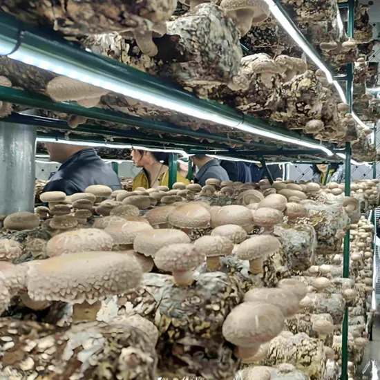 Smart Hydroponic Agricultural Container Greenhouse Farm